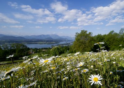 Frühsommer_Drau